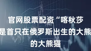 官网股票配资“喀秋莎”是首只在俄罗斯出生的大熊猫